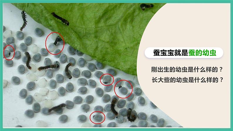 2.3《蚕长大了》课件 教科版三下科学第4页