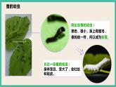 2.3《蠶長大了》課件+教案+素材 教科版三下科學