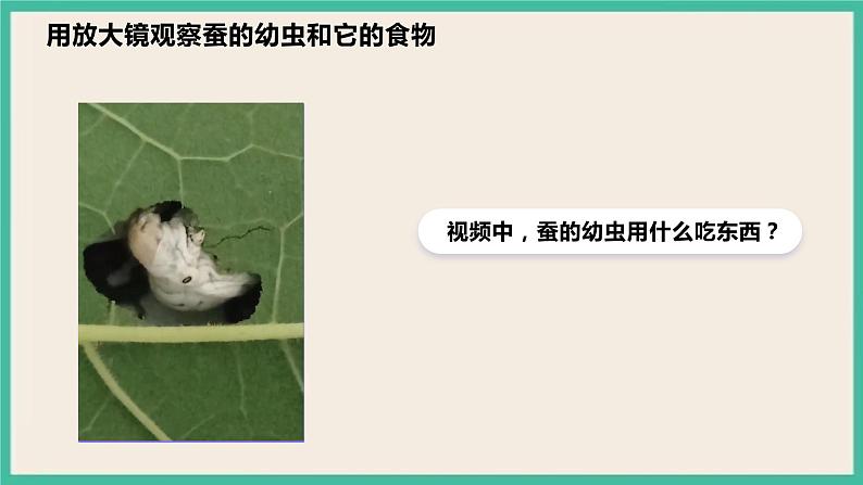 2.3《蚕长大了》课件 教科版三下科学第8页