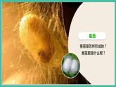 2.4《蠶變了新模樣》課件+教案+素材 教科版三下科學(xué)