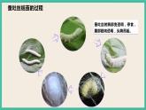 2.4《蠶變了新模樣》課件+教案+素材 教科版三下科學(xué)