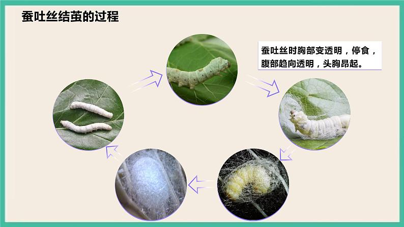 2.4《蚕变了新模样》课件  教科版三下科学第4页