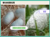 2.4《蠶變了新模樣》課件+教案+素材 教科版三下科學(xué)