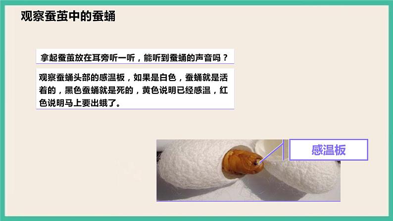 2.4《蚕变了新模样》课件  教科版三下科学第7页