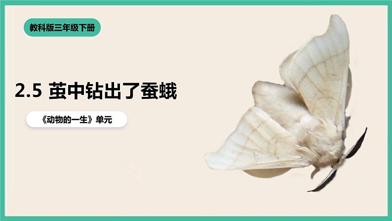 2.5《茧中钻出了蚕蛾》课件+教案+素材 教科版三下科学01