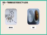 2.5《茧中钻出了蚕蛾》课件+教案+素材 教科版三下科学