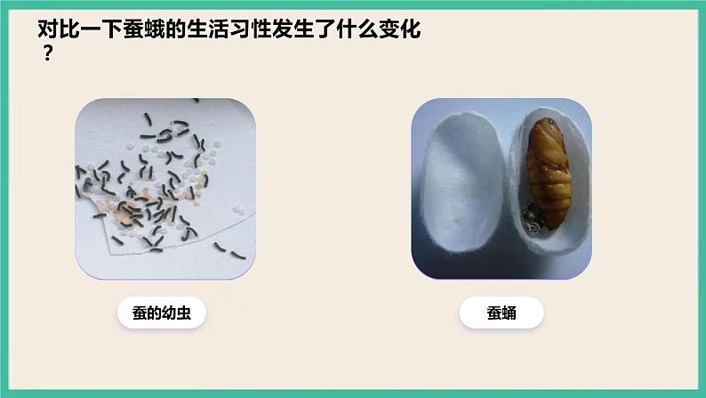 2.5《茧中钻出了蚕蛾》课件+教案+素材 教科版三下科学05