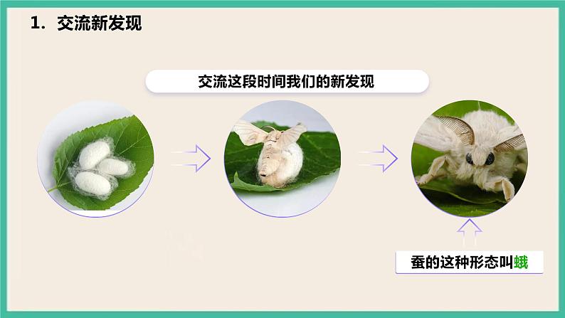2.5《茧中钻出了蚕蛾》课件+教案+素材 教科版三下科学06