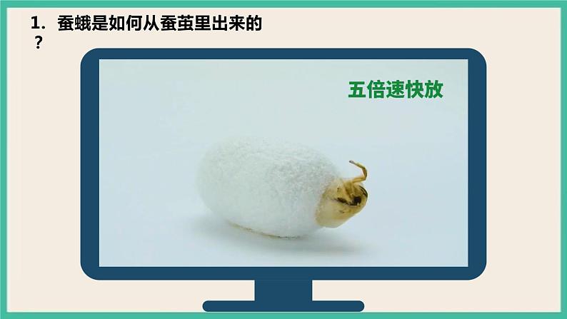 2.5《茧中钻出了蚕蛾》课件+教案+素材 教科版三下科学07