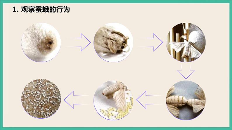 2.5《茧中钻出了蚕蛾》课件+教案+素材 教科版三下科学08