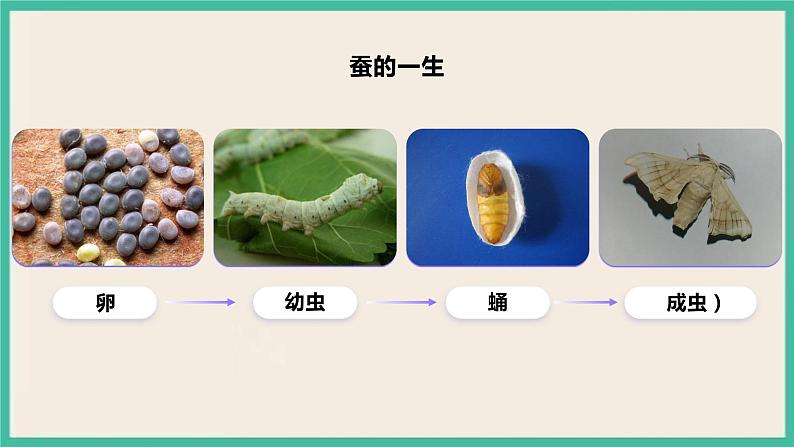 2.8《动物的一生》课件+教案 教科版三下科学02