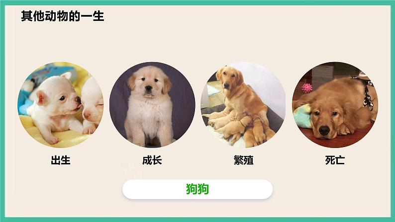2.8《动物的一生》课件+教案 教科版三下科学04
