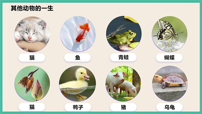 2.8《动物的一生》课件+教案 教科版三下科学05