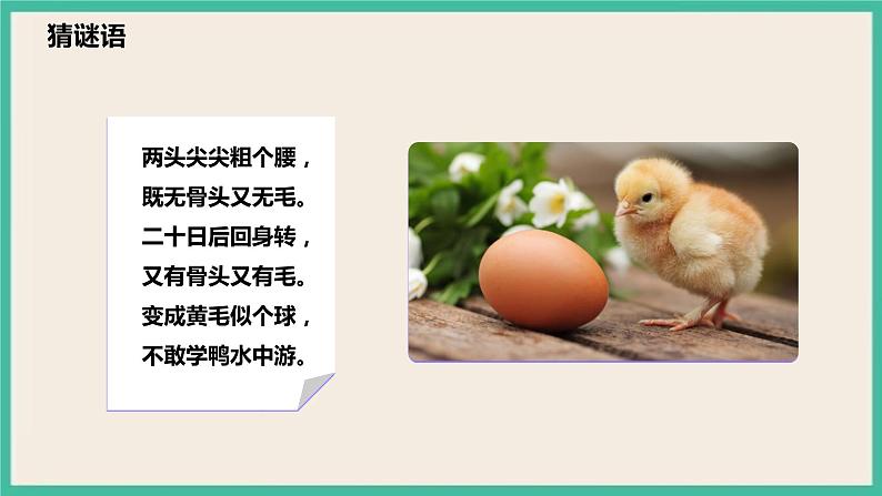 2.8《动物的一生》课件+教案 教科版三下科学06