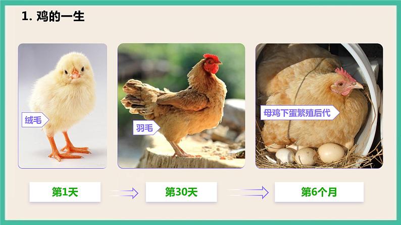 2.8《动物的一生》课件+教案 教科版三下科学07