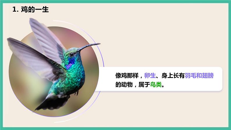 2.8《动物的一生》课件+教案 教科版三下科学08