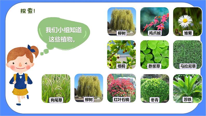 2.1《校园生物大搜索》课件 教科版六下科学第8页