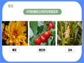 2.3《形形色色的植物》课件+练习(含答案) 教科版六下科学