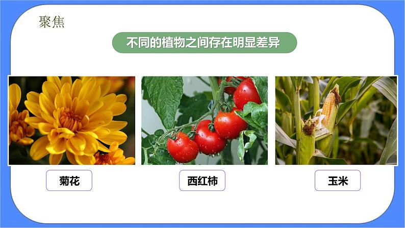 2.3《形形色色的植物》课件+练习(含答案) 教科版六下科学02