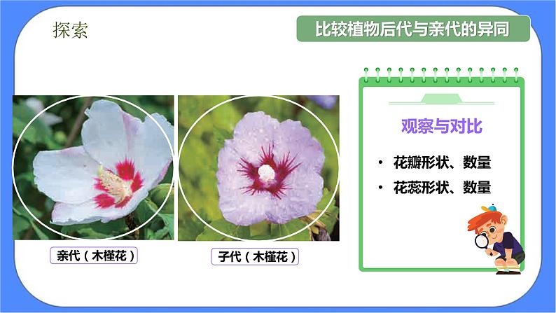 2.3《形形色色的植物》课件+练习(含答案) 教科版六下科学06