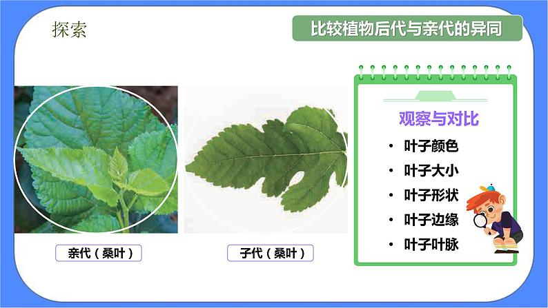 2.3《形形色色的植物》课件+练习(含答案) 教科版六下科学07