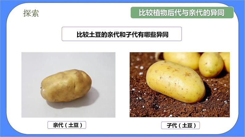 2.3《形形色色的植物》课件+练习(含答案) 教科版六下科学08