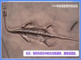 2.6《古代生物的多样性》课件+练习(含答案) 教科版六下科学