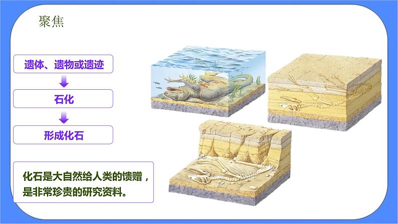 2.6《古代生物的多样性》课件 教科版六下科学第5页