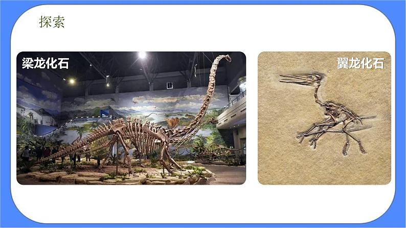 2.6《古代生物的多样性》课件 教科版六下科学第7页