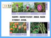 苏教版科学五年级下册 10.昼夜对植物的影响 课件