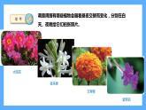 苏教版科学五年级下册 10.昼夜对植物的影响 课件