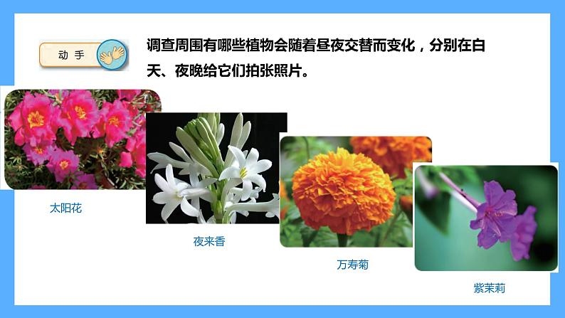 苏教版科学五年级下册 10.昼夜对植物的影响第3页