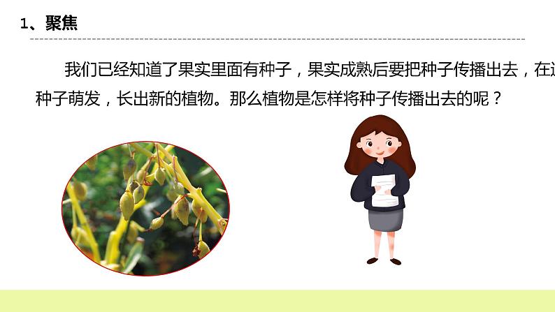 教科版科学四年级下册7.《种子的传播》课件ppt（送教案+练习）03