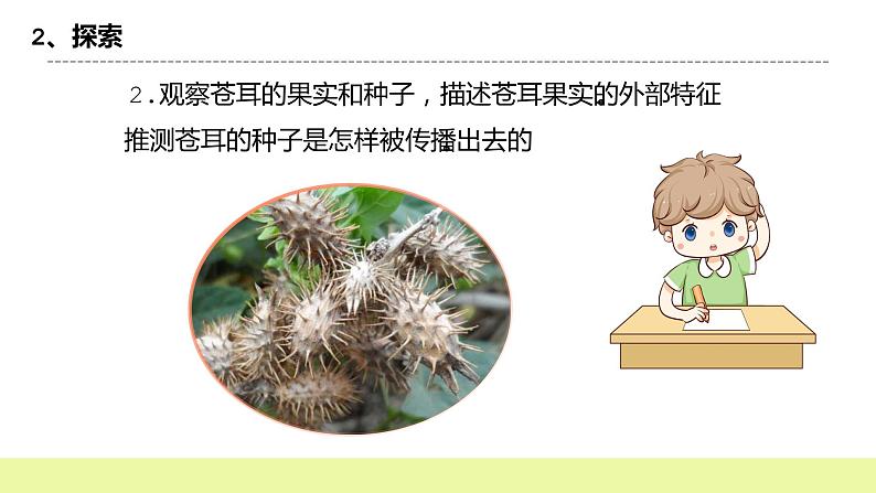 教科版科学四年级下册7.《种子的传播》课件ppt（送教案+练习）05