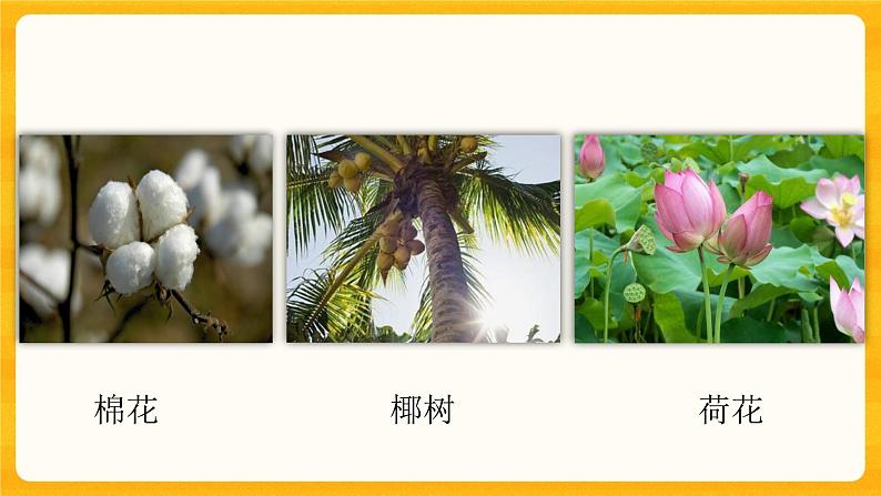 4.2多姿多彩的植物 同步微课+课件03