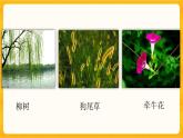 4.2多姿多彩的植物 同步微课+课件