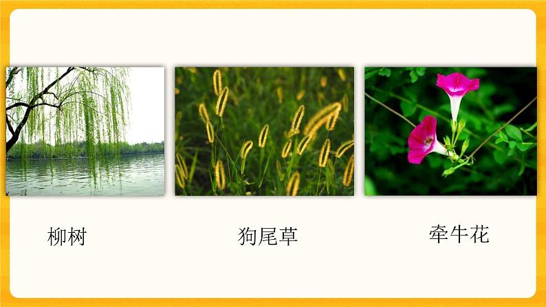 4.2多姿多彩的植物 同步微课+课件04