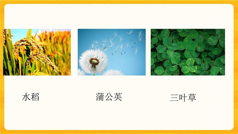 4.2多姿多彩的植物 同步微课+课件05