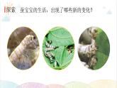 2022年教科版科学三年级下册第3课时 蚕长大了教学课件
