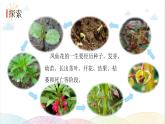 2022年教科版科学四年级下册第8课时 凤仙花的一生教学课件