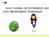 教科版科学四年级下册8.《凤仙花的一生》课件ppt（送教案+练习）