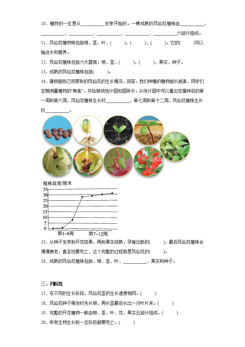 教科版科学四年级下册8.《凤仙花的一生》课件ppt（送教案+练习）02