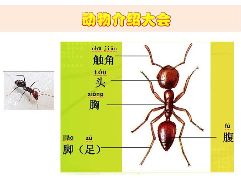 小学科学教科版一年级下册 1.我们知道的动物课件PPT05