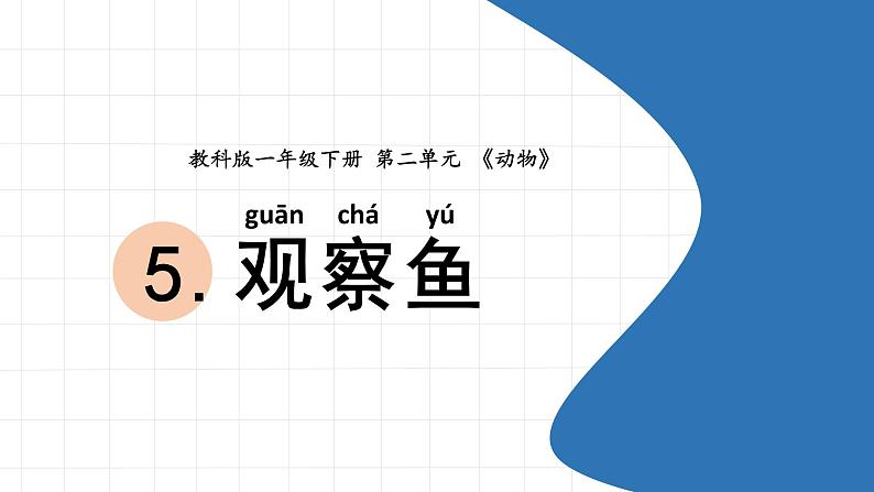 小学科学教科版一年级下册 2.5 观察鱼课件PPT01