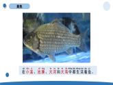 小学科学教科版一年级下册 2.5 观察鱼课件PPT