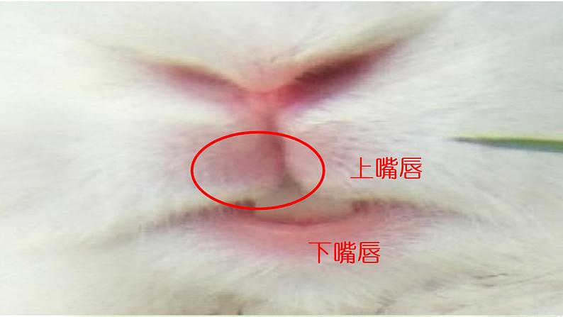 小学科学教科版一年级下册《1.我们知道的动物》课件06