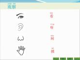 小學(xué)科學(xué)教科版一年級下冊2.3觀察一種動物課件PPT