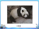 小學(xué)科學(xué)一年級(jí)下冊(cè)教科版《給動(dòng)物分類》教學(xué)課件
