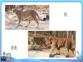 小學(xué)科學(xué)一年級(jí)下冊(cè)教科版《給動(dòng)物分類》教學(xué)課件