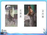 小學(xué)科學(xué)一年級(jí)下冊(cè)教科版《給動(dòng)物分類》教學(xué)課件